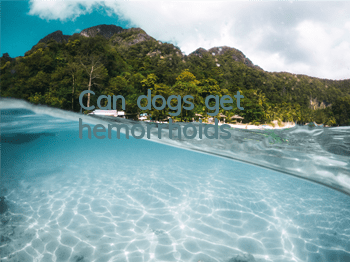 TCan dogs get hemorrhoids?