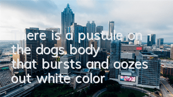 There is a pustule on the dog's body that bursts and oozes out white color