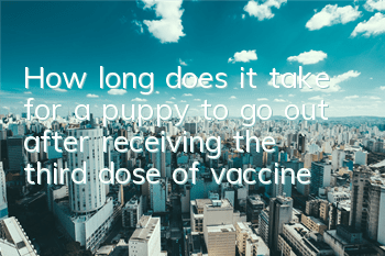 THow long does it take for a puppy to go out after receiving the third dose of vaccine?