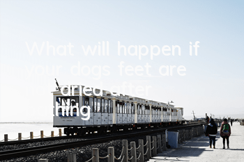What will happen if your dog’s feet are not dried after bathing?