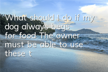 What should I do if my dog ​​always begs for food? The owner must be able to use these three points.