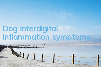 Dog interdigital inflammation symptoms