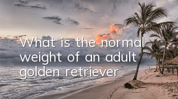 TWhat is the normal weight of an adult golden retriever?