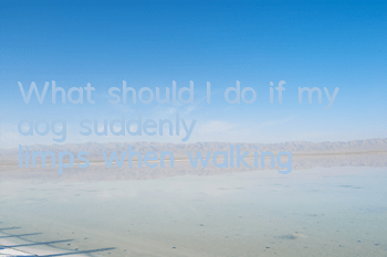 What should I do if my dog ​​suddenly limps when walking?