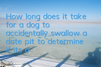 How long does it take for a dog to accidentally swallow a date pit to determine if it’s okay?