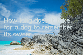 How long does it take for a dog to remember its owner?