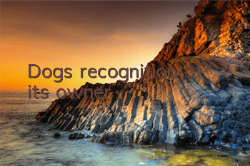 Dog’s recognition of its owner