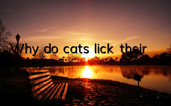 Why do cats lick their noses?