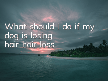 TWhat should I do if my dog ​​is losing hair (hair loss)?