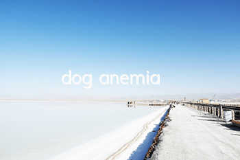 dog anemia