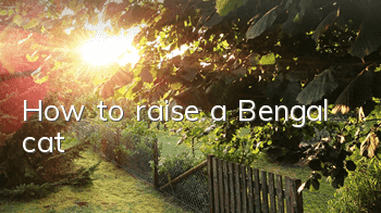 How to raise a Bengal cat