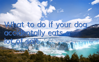 What to do if your dog accidentally eats a lot of salt
