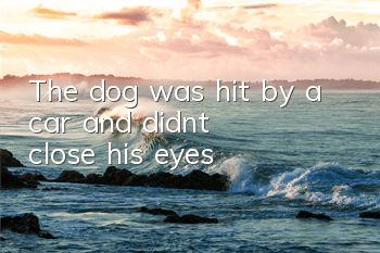 The dog was hit by a car and didn't close his eyes
