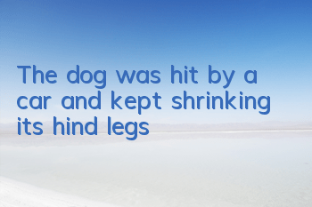 The dog was hit by a car and kept shrinking its hind legs