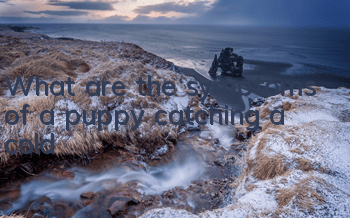 What are the symptoms of a puppy catching a cold?