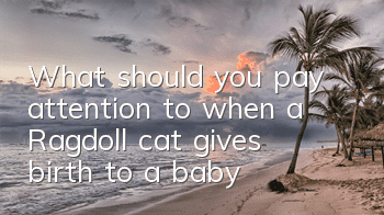 What should you pay attention to when a Ragdoll cat gives birth to a baby?
