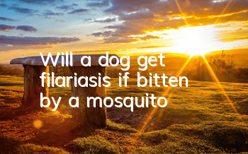 Will a dog get filariasis if bitten by a mosquito?