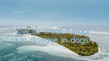 THow to treat fungal skin disease in dogs?