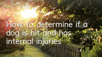 How to determine if a dog is hit and has internal injuries?