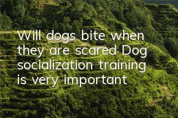 Will dogs bite when they are scared? Dog socialization training is very important