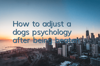 How to adjust a dog’s psychology after being beaten