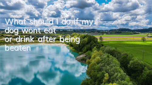 What should I do if my dog ​​won’t eat or drink after being beaten?