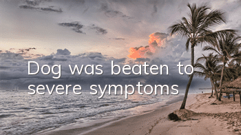 Dog was beaten to severe symptoms