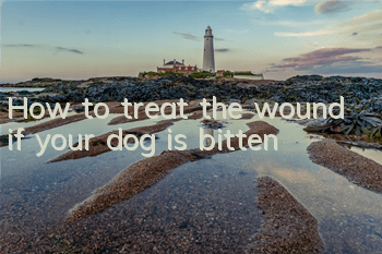 How to treat the wound if your dog is bitten