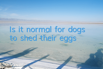 Is it normal for dogs to shed their eggs?