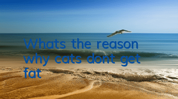 What’s the reason why cats don’t get fat?