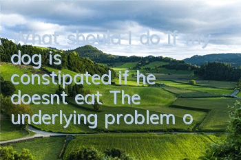 What should I do if my dog ​​is constipated if he doesn’t eat? The underlying problem of constipation needs to be improved!