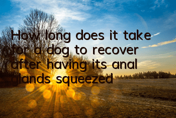 THow long does it take for a dog to recover after having its anal glands squeezed?
