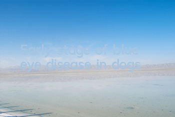 Early stage of blue eye disease in dogs