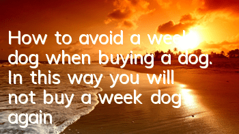 How to avoid a week dog when buying a dog. In this way, you will not buy a week dog again!