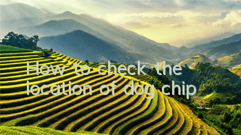 How to check the location of dog chip
