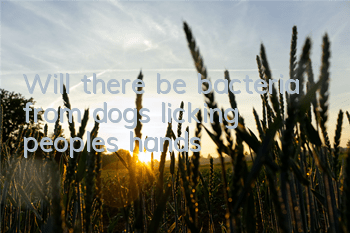 Will there be bacteria from dogs licking people's hands?
