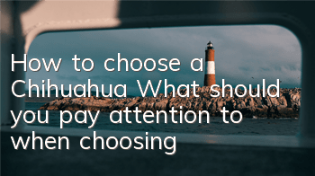 How to choose a Chihuahua? What should you pay attention to when choosing?