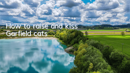 How to raise and kiss Garfield cats