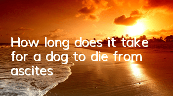 How long does it take for a dog to die from ascites?
