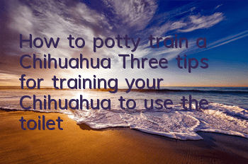 How to potty train a Chihuahua? Three tips for training your Chihuahua to use the toilet