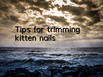 Tips for trimming kitten nails