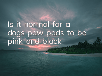 Is it normal for a dog’s paw pads to be pink and black?