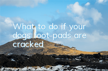 What to do if your dog’s foot pads are cracked