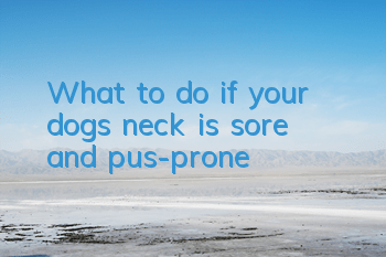 What to do if your dog’s neck is sore and pus-prone