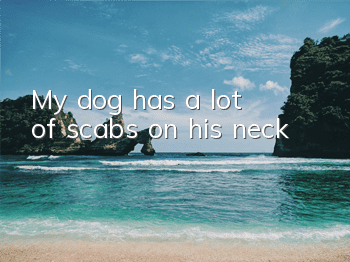 My dog ​​has a lot of scabs on his neck