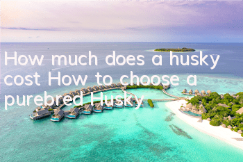How much does a husky cost? How to choose a purebred Husky?