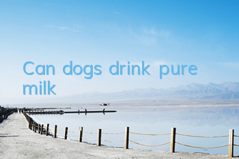 Can dogs drink pure milk?