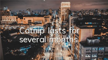 Catnip lasts for several months