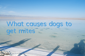 TWhat causes dogs to get mites
