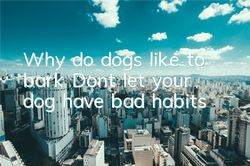Why do dogs like to bark? Don’t let your dog have bad habits!